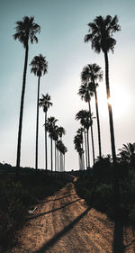 Palm trees against sky