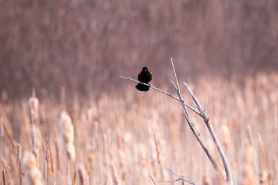 Frontal view of an adult male red-winged blackbird seen perched on branch in marsh