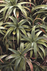 Full frame shot of succulent plant