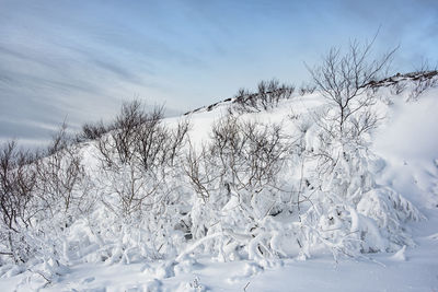 Snow covered field against sky