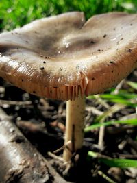 Close-up of fly agaric mushroom