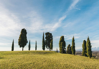 Panoramic view of trees on field against sky