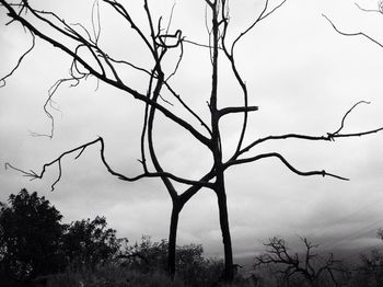 Low angle view of bare trees against sky