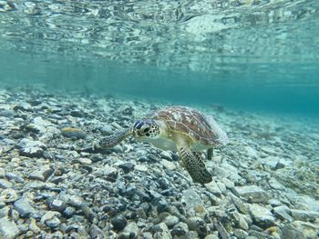 Fish swimming in sea