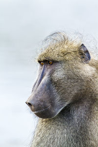 Close-up of monkey looking away