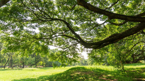 Scenic view of forest