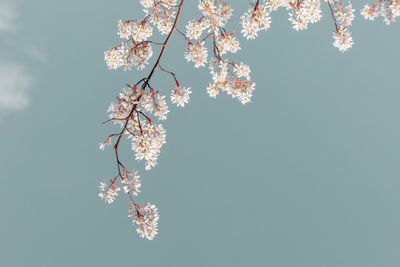 Low angle view of blossoms against sky