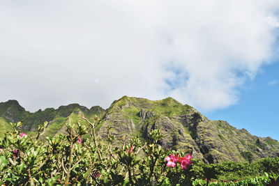 Scenic view of pink flowering plants against sky