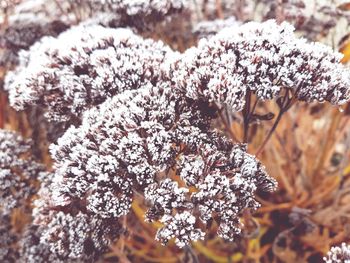 Close-up of frozen plant