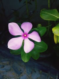 Close-up of frangipani blooming outdoors