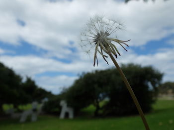 Low angle view of dandelion against sky