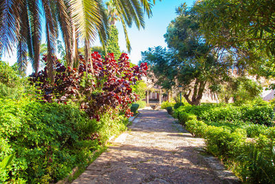 Footpath amidst plants in park