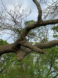 Low angle view of bare tree against sky