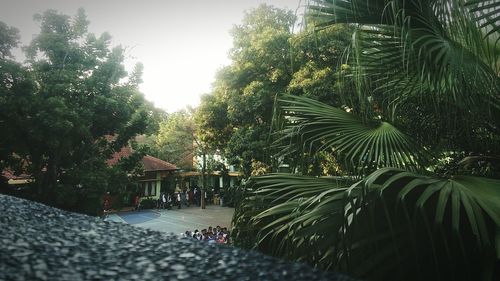 Palm trees in park against sky