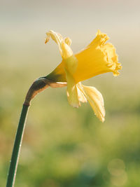 Close-up of flower against blurred background