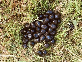 High angle view of berries on field