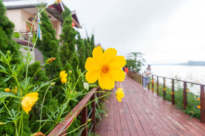 Close-up of yellow flowers on boardwalk by sea against sky