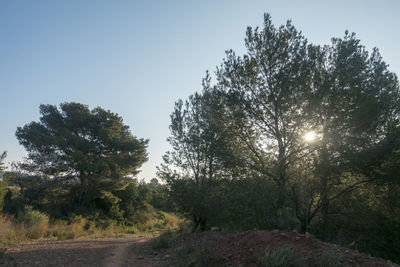 Road amidst trees against clear sky