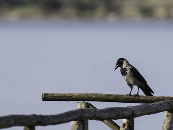 Close-up of bird perching on pole