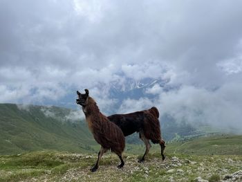 Horse standing on field against sky