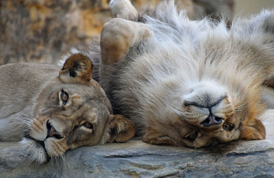 Portrait of lions resting on rock