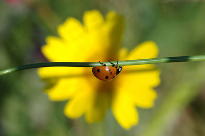 Close-up of insect on plant