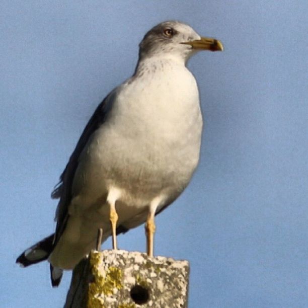 bird, animal themes, one animal, animals in the wild, wildlife, perching, low angle view, seagull, beak, full length, close-up, clear sky, pigeon, nature, day, outdoors, copy space, no people, bird of prey, blue