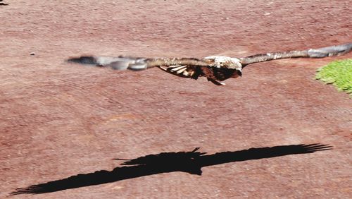 High angle view of lizard on wall