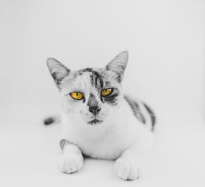 Close-up portrait of a cat against white background