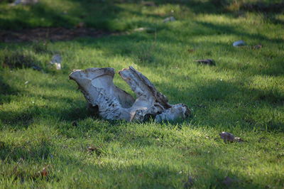 Grass growing on grassy field