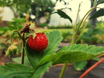 Close-up of strawberry growing on plant