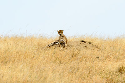 Cheetah on landscape against clear sky