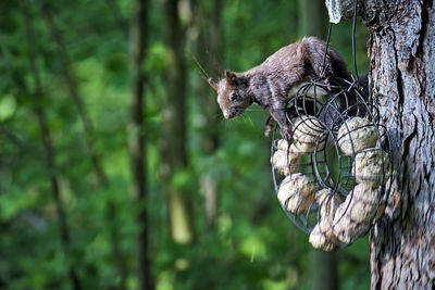 Close-up of squirrel on tree trunk