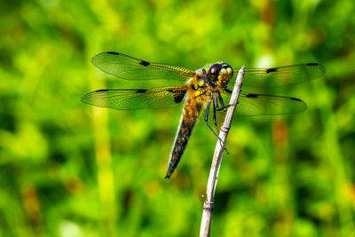 Close-up of dragonfly on plant