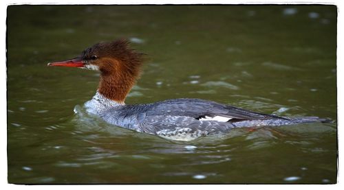 Close-up of duck swimming in lake