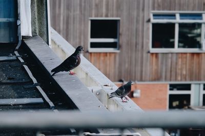 Bird perching on a building