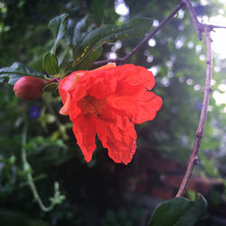 Close-up of red poppy blooming outdoors