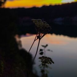 Close-up of flowering plant against sky at sunset