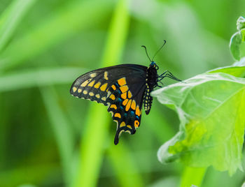 Close-up of butterfly pollinating flower