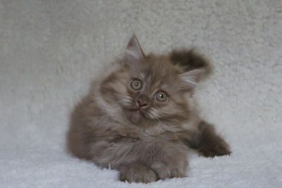 Portrait of kitten on bed at home