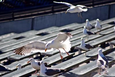 Close-up of seagull flying