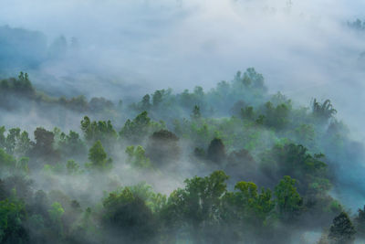 Trees in forest against sky