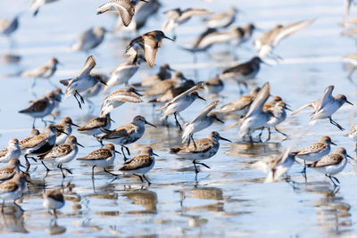 Flock of birds in lake