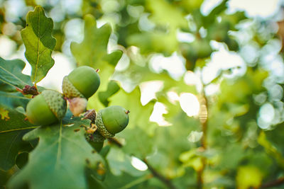 Young green acorns on an oak branch among the leaves