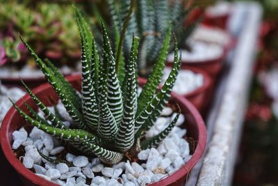 Close-up of succulent plant