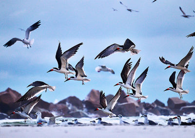 Low angle view of seagulls flying against sky