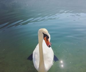 High angle view of swan in lake