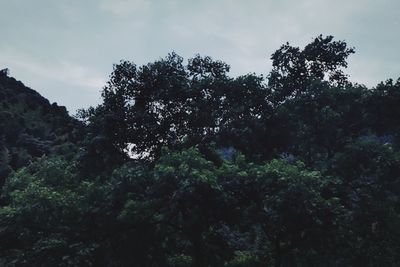 Low angle view of trees against sky