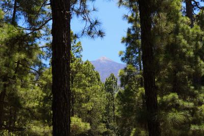 Low angle view of trees against sky