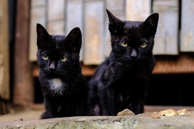 Portrait of black cat